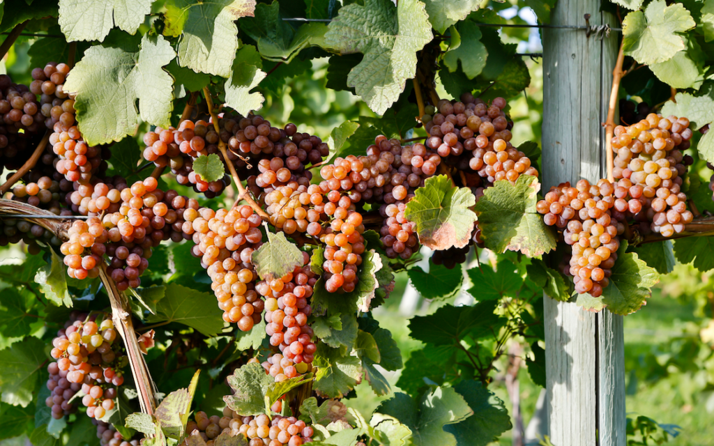 pinot-gris-2