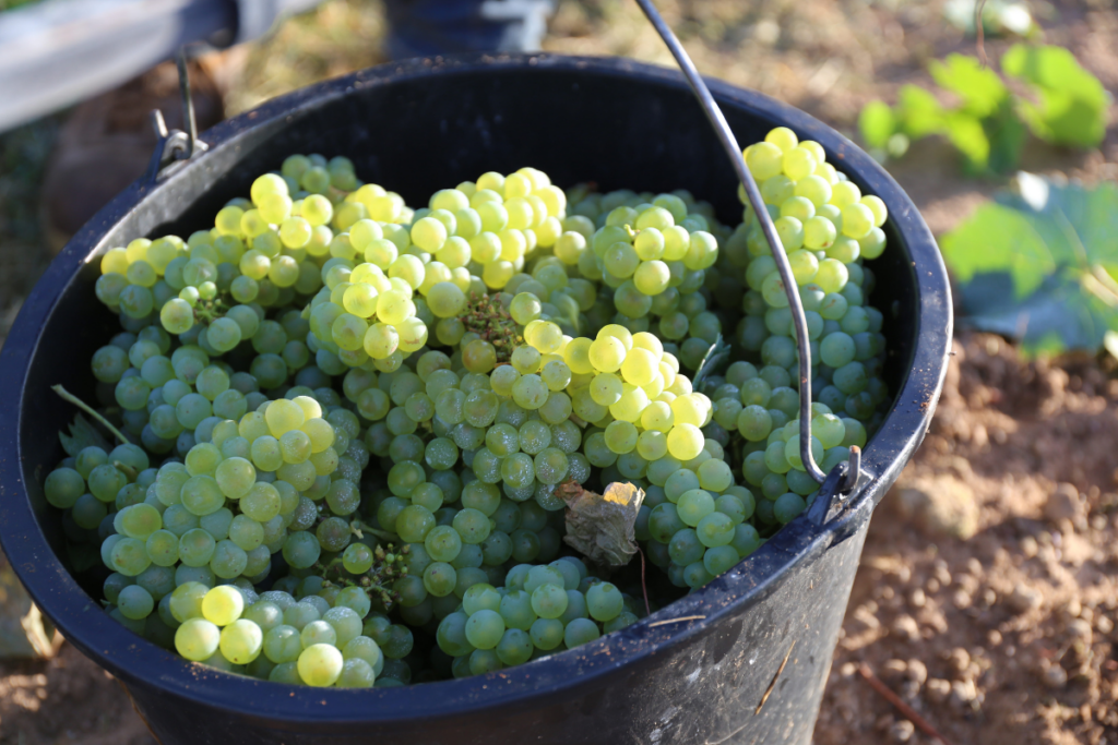 chardonnay-2-2