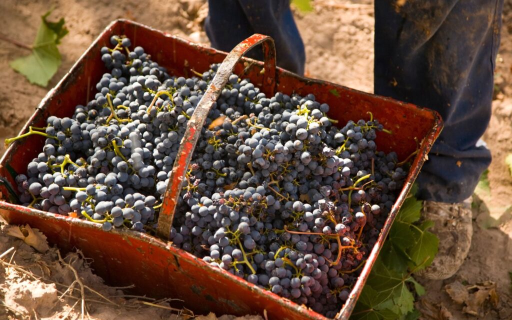 malbec