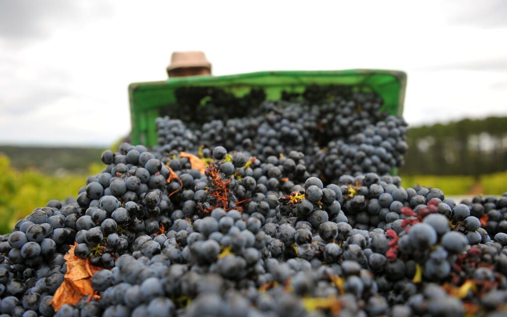 tannat