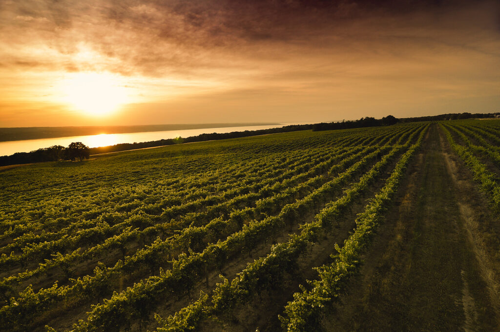 wagnervineyardsunsets