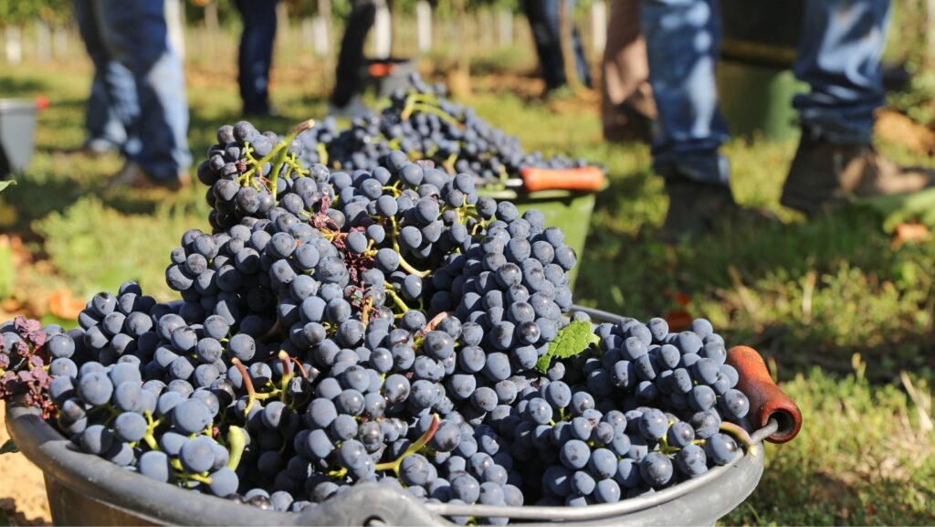 pinot-noir-2
