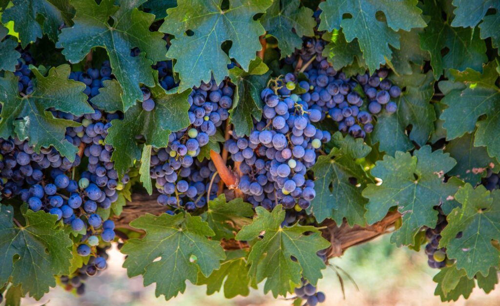 druvportratt-syrah