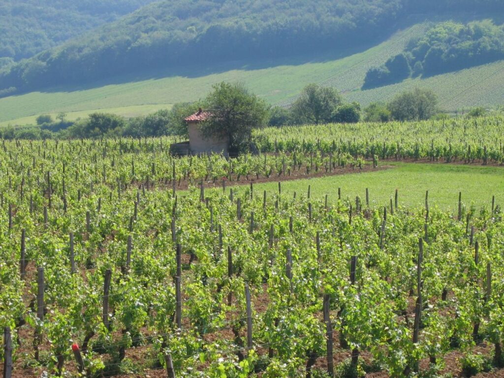 187-vine-plot-macon-cruzille-clos-des-vignes-du-maynes-bret-brothers