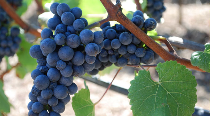 gamay-wine